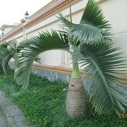 Villa Anh Trịnh 6